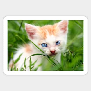 Adorable kitty in grass Sticker